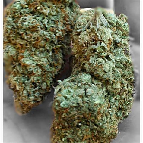 bg kush|Bubble Gum aka Bubba Gum, Bubblegum Weed Strain。